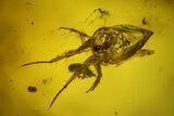 Fossil Springtail (Collembola) & Mite (Acari) in Baltic Amber #200156-1